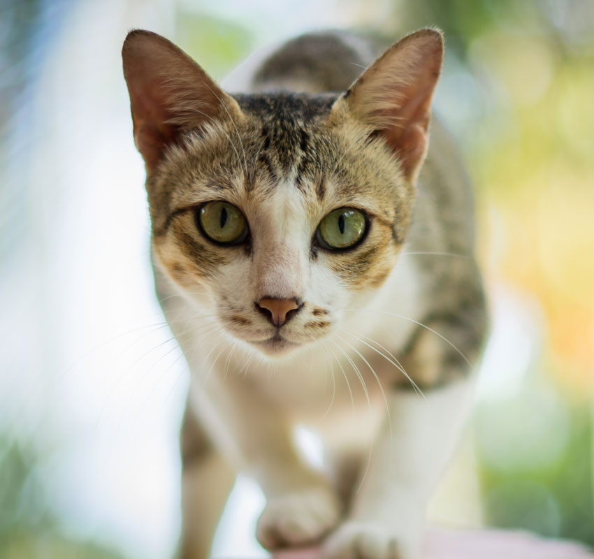 Cat thai
