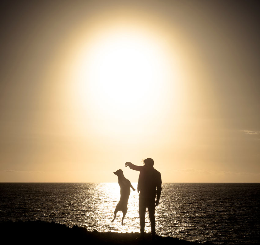 man and dog play together jumpng and having fun in outdoor leisure activity during a coloured sunset in background. friendship and enjoying life with animals love