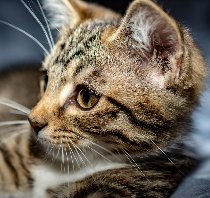 Tabby Kitten relaxing after playing.