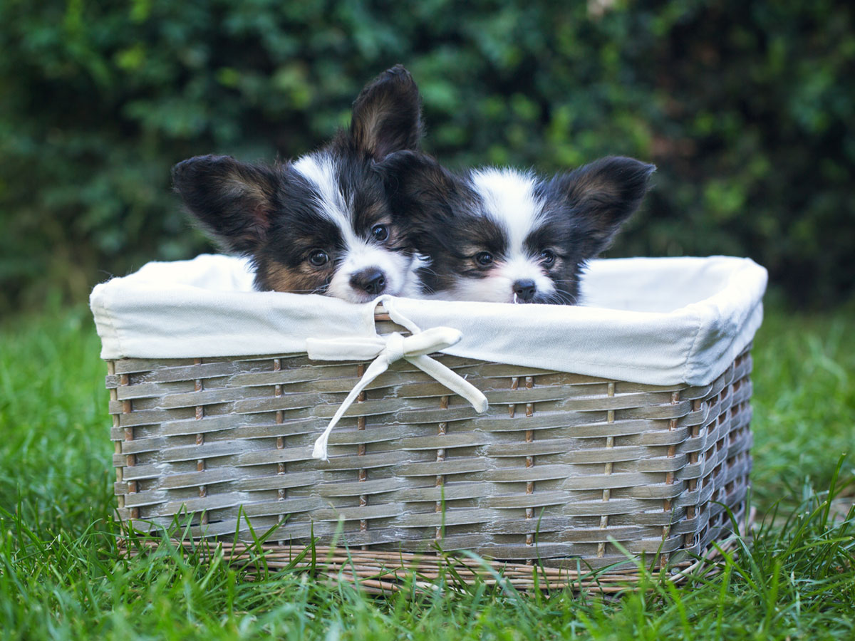 beautiful-puppies-papillon-breed