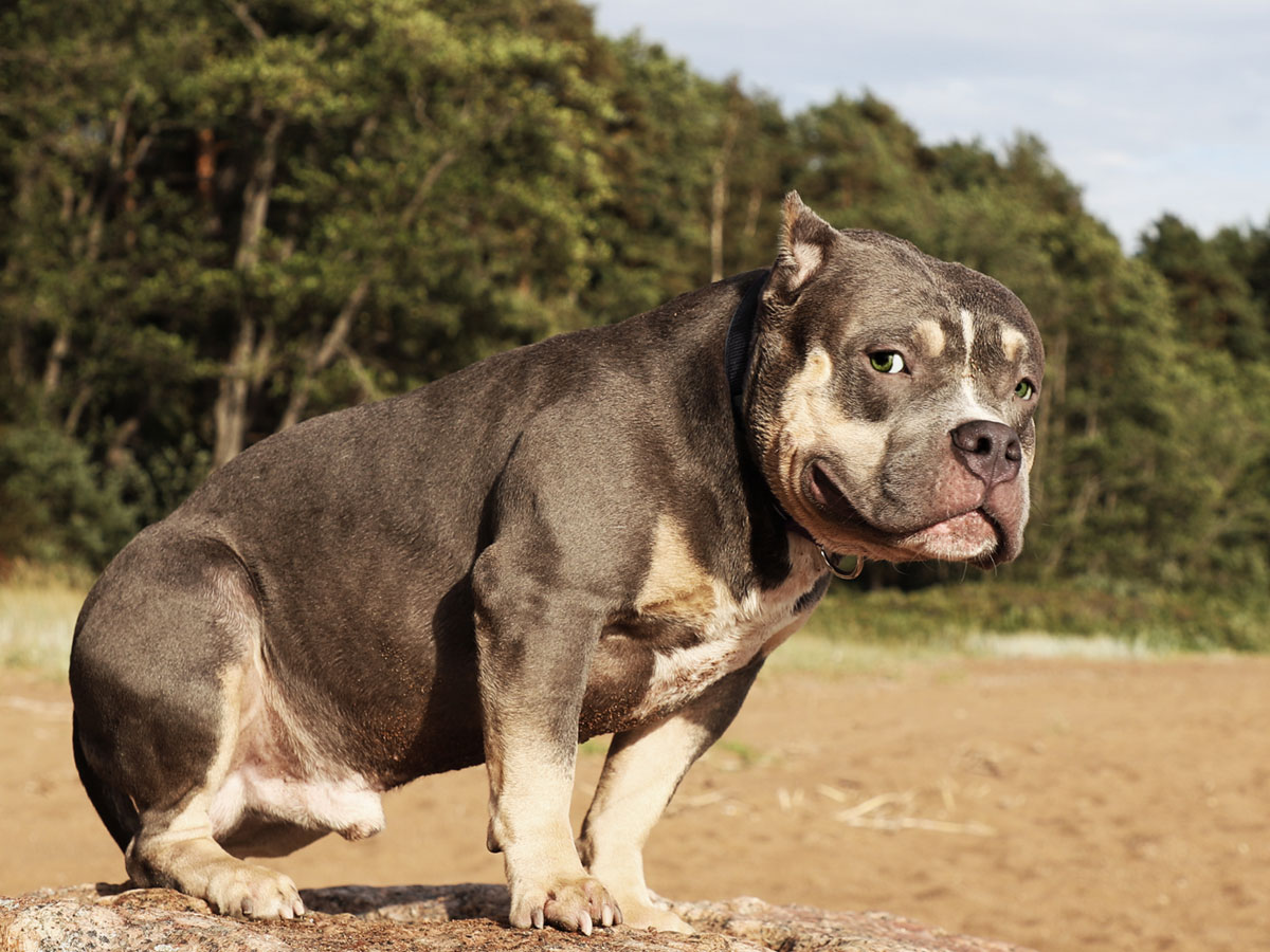 breed-american-bully
