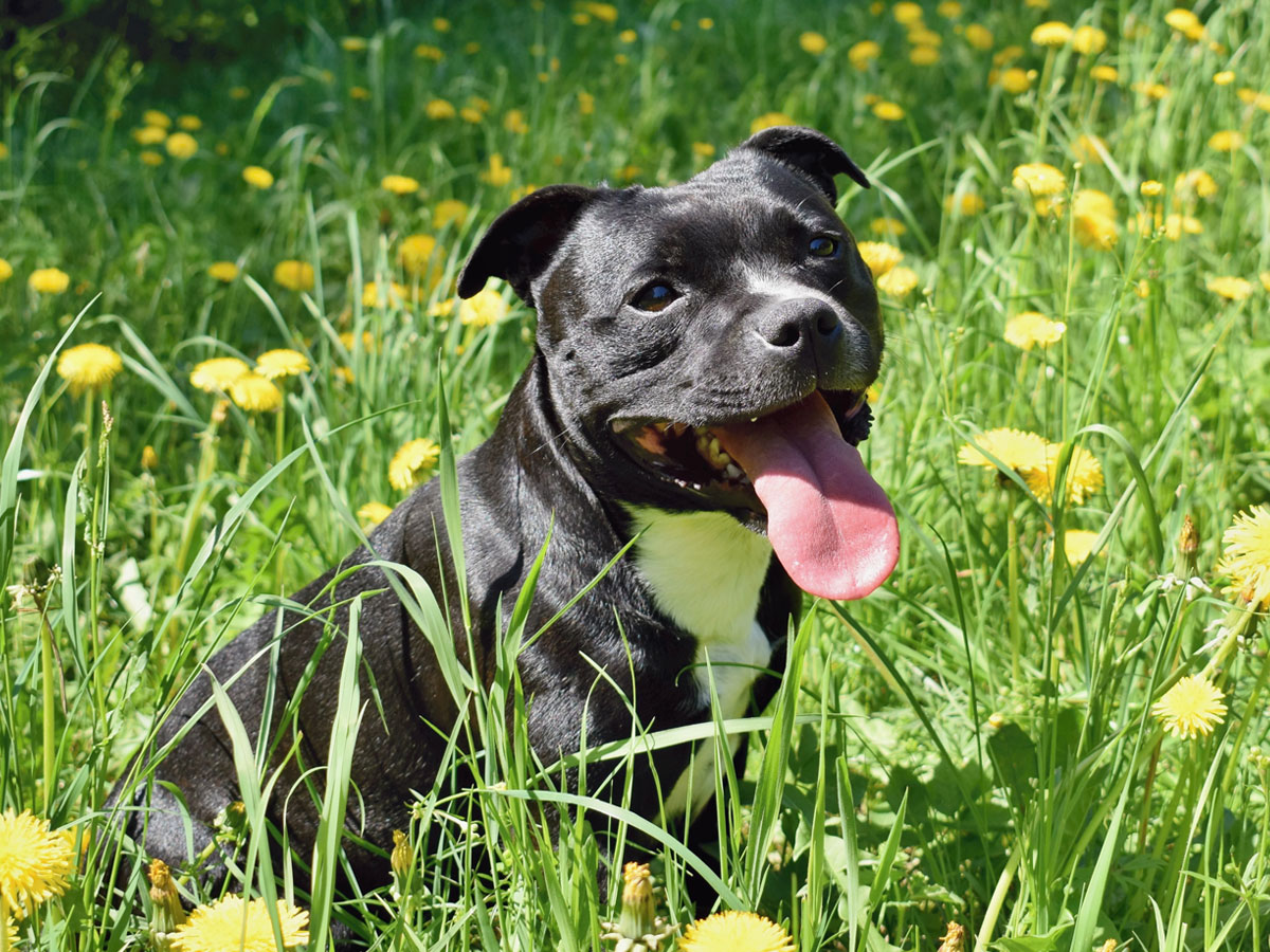 staffordshire-bull-terrier-sitting