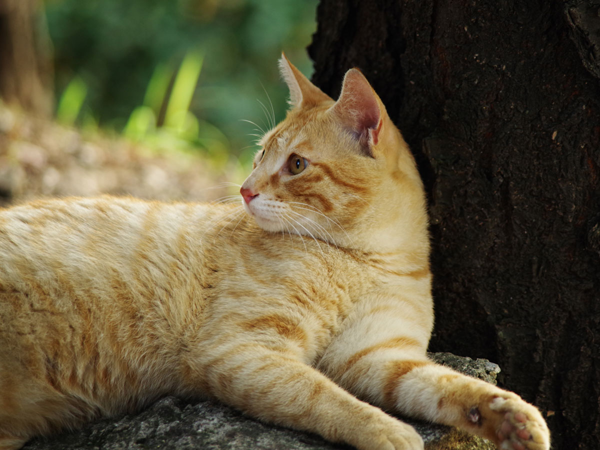 A restihg stray cat with tree