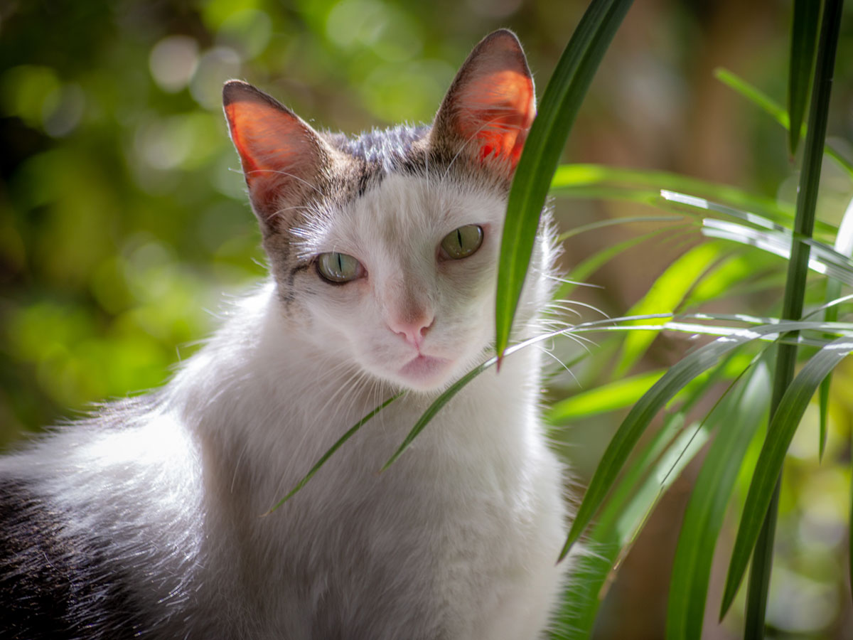 yellow-cat-feline