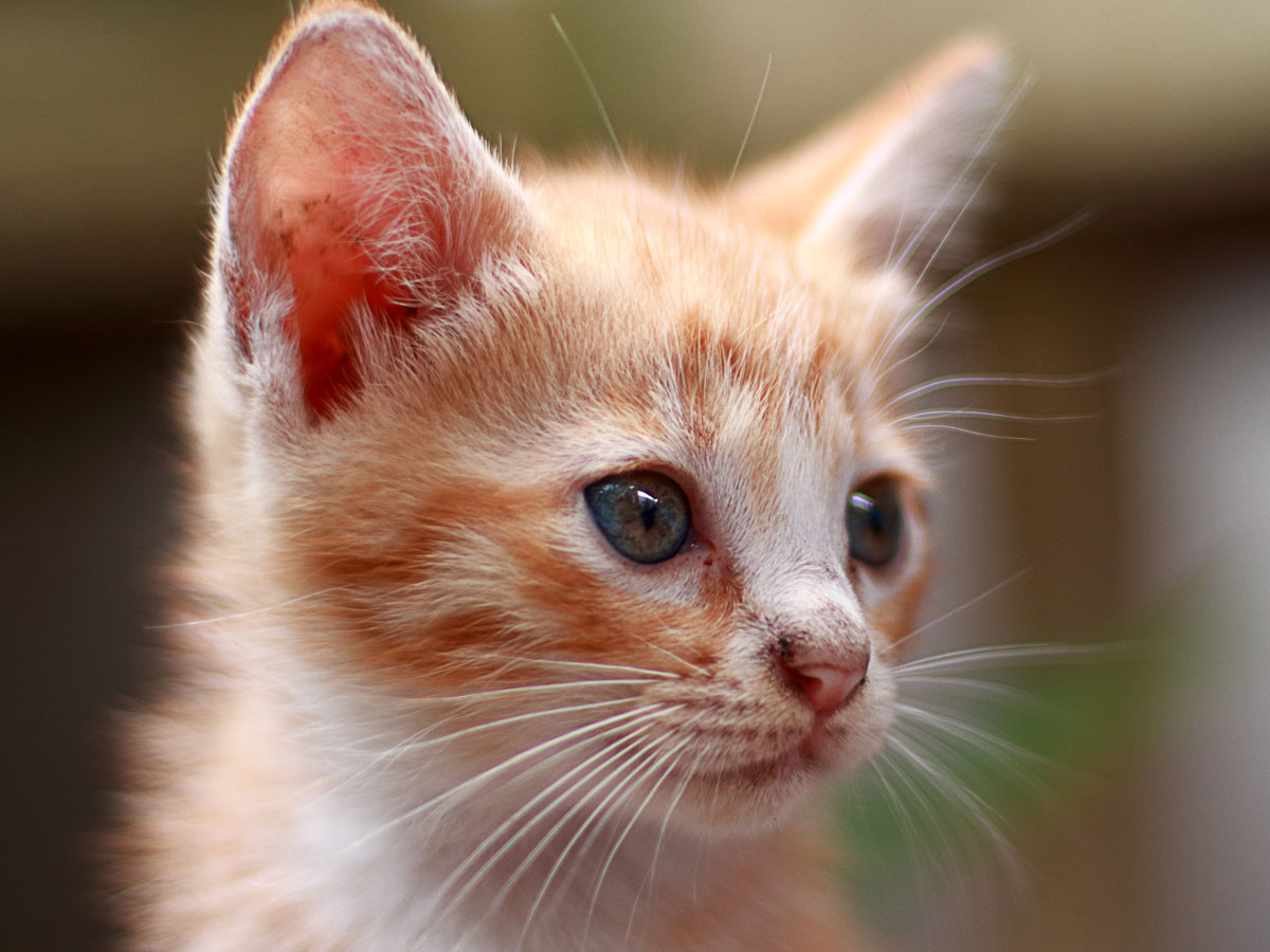 kitten-brown-looking