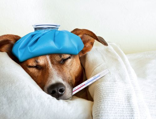 Coughing Up the Facts on Canine Influenza