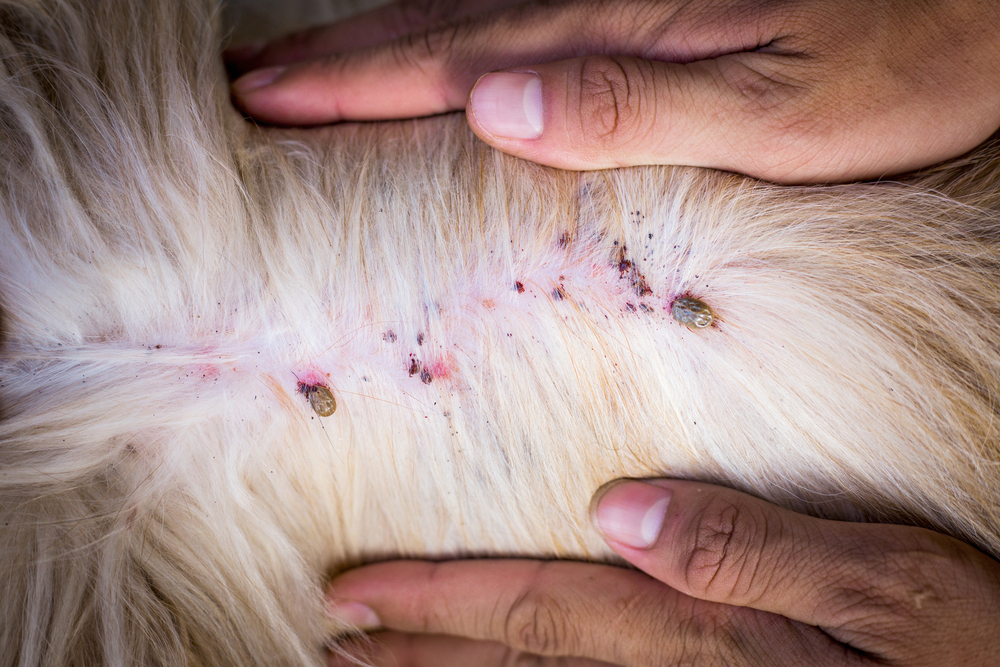 The Tick Risk 5 Diseases Your Pet Can Catch From Ticks Vet In 